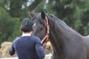 2017