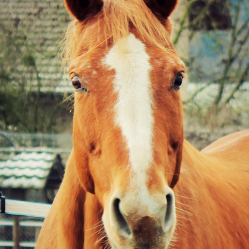 Guapita