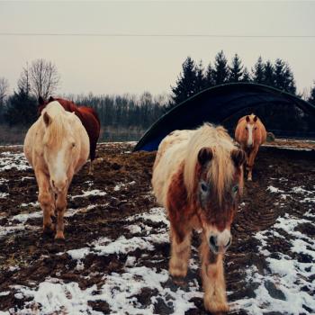 Poneys neige